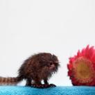 thumbs animaux droles 0003 Animaux drÃ´les Du Jour (76 photos)