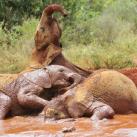 thumbs animaux droles 0011 Animaux drÃ´les Du Jour (76 photos)