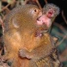 thumbs animaux droles 0015 Animaux drÃ´les Du Jour (76 photos)