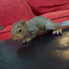 thumbs animaux droles 0016 Animaux drÃ´les Du Jour (76 photos)