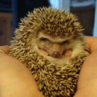 thumbs animaux droles 0018 Animaux drÃ´les Du Jour (76 photos)