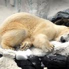 thumbs animaux droles 0020 Animaux drÃ´les Du Jour (76 photos)