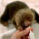 thumbs animaux droles 0021 Animaux drÃ´les Du Jour (76 photos)