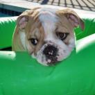 thumbs animaux droles 0025 Animaux drÃ´les Du Jour (76 photos)