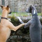 thumbs animaux droles 0006 Animaux drÃ´les Du Jour (76 photos)