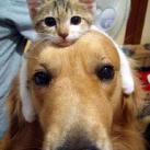 thumbs animaux droles 0037 Animaux drÃ´les Du Jour (76 photos)