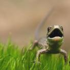 thumbs animaux droles 3001 Animaux drÃ´les Du Jour (76 photos)