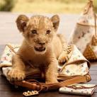 thumbs animaux droles 3005 Animaux drÃ´les Du Jour (76 photos)