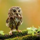 thumbs animaux droles 3007 Animaux drÃ´les Du Jour (76 photos)