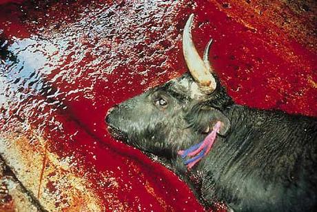 En direct de Perpignan : Visa pour l’image. L’enfant a grandi, le rêve s’est envolé 01_william_albert_allard.1283724172.jpg