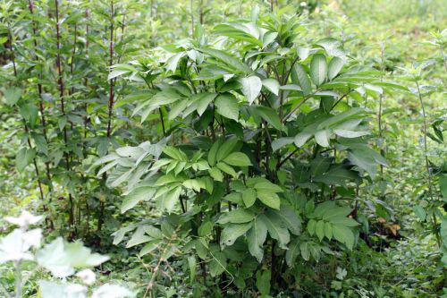 chinensis 25 juin 2008 049.jpg