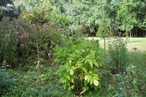 chinensis 10 sept 2008 002.jpg