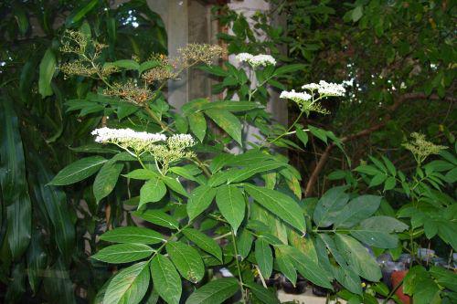 chinensis 21 sept 2008 015.jpg