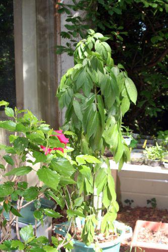 chinensis 27 juin 010.jpg