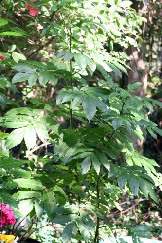 chinensis entier 8 septembre 001.jpg