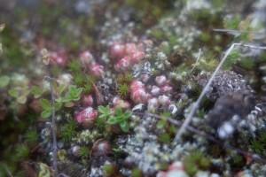 Essai LENSBABY 1/5 : ou comment transformer votre reflex en jouet pour grand enfant