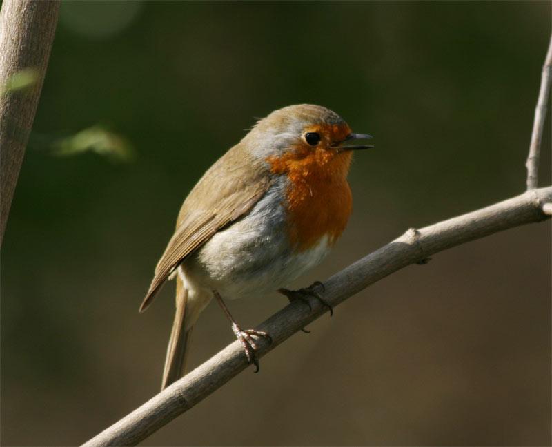 Chant du rouge-gorge (André Rochedy)