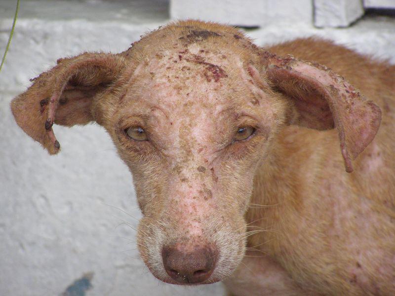 Un chien (Jean L’Anselme)