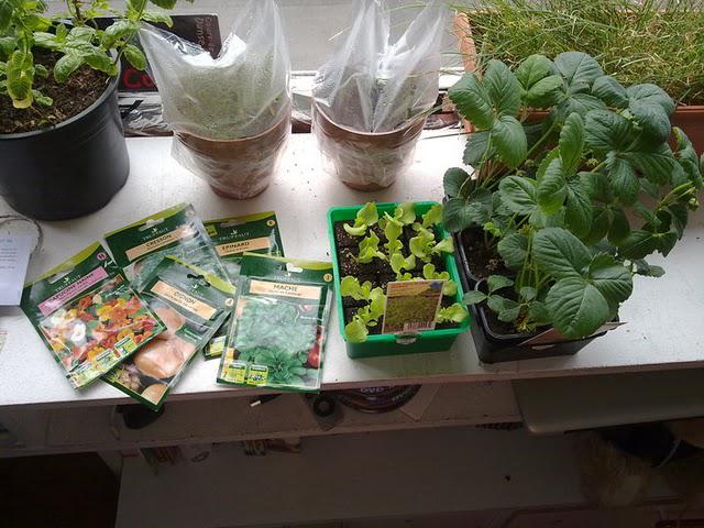 12/08/10, Retour de chez Truffaut avec mes premiers plants potagers...