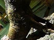 Florence (retour anticipé)