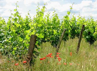 ..Promenons-nous....à Sanziers...