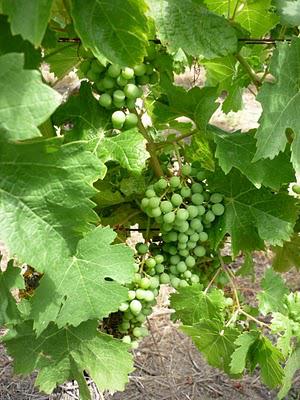 ..Promenons-nous....à Sanziers...