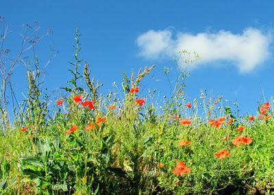 ..Promenons-nous....à Sanziers...