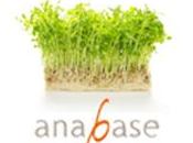 Anabase souffle première bougie Bordeaux