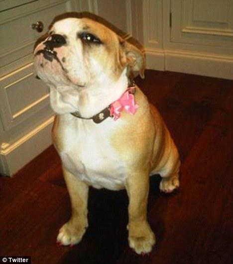 Les Beckham débarquent sur Twitter