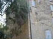 Découverte domaine Milelli Oléiculture dégustation demain matin Ajaccio