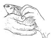 bonne definition/ good definition