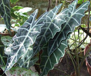 Alocasia_2