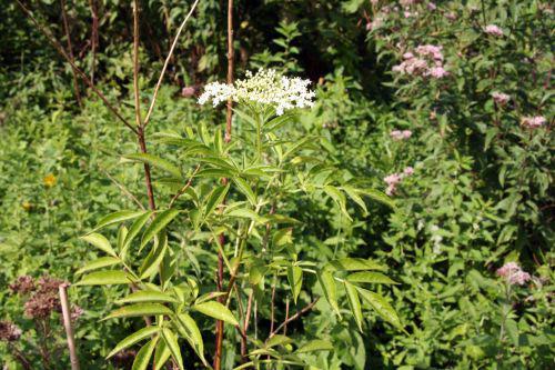 hookeri romi 4 sept 2010 001.jpg