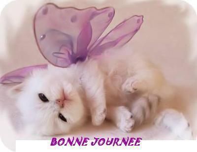 En descendant dans mon jardin.... bjrn_e_chat_ec52d4