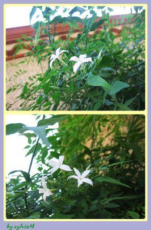 En descendant dans mon jardin.... jasmin