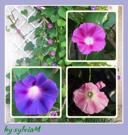 En descendant dans mon jardin.... liserons