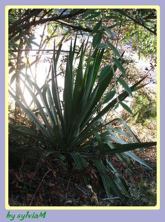 En descendant dans mon jardin.... yucca_2