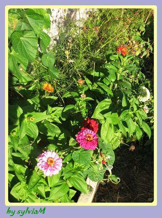 En descendant dans mon jardin.... zinia