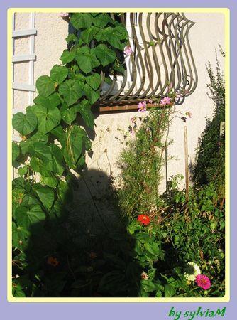 En descendant dans mon jardin.... zinia_cosmos