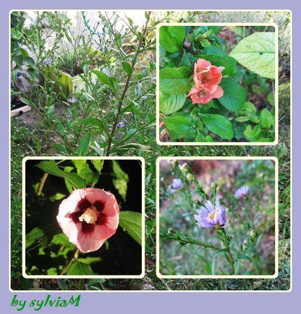 En descendant dans mon jardin.... fleurs_diverses