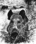 sanglier