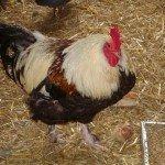 100614-center-parcs-054