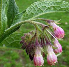 La grande consoude : Une thérapie contre les maladies respiratoires  