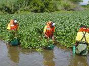 Jacinthe d'eau cancer fleuves rivières