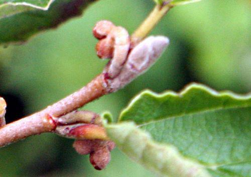 hamamelis boutons romi 29 août 2010 p 125.jpg