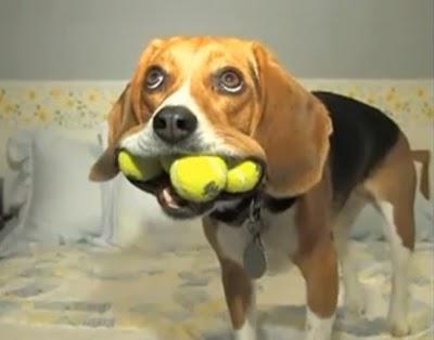 Quand les  gouvernants envoient la baballe, est il bien utile d'aller la chercher  ?