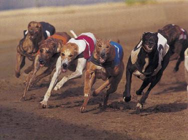 Quand les  gouvernants envoient la baballe, est il bien utile d'aller la chercher  ?
