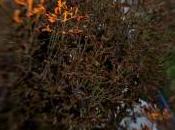 Essai Lensbaby accessoires