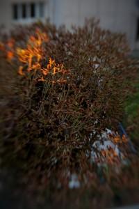 Essai Lensbaby 4/5 : les accessoires