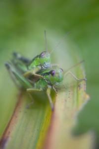 Essai Lensbaby 4/5 : les accessoires